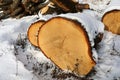 Sawed trees for firewood in winter in the snow Royalty Free Stock Photo
