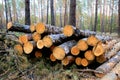 Sawed trees in pine forest Royalty Free Stock Photo