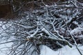 Sawed trees under the snow winter cold