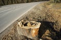 Sawed the trunk of the tree, felling trees on the road, felled the tree