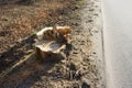 Sawed the trunk of the tree, felling trees on the road, felled the tree