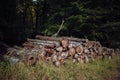 Sawed wood logs stack on each other in the forest