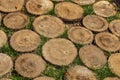 Sawed wooden stumps texture