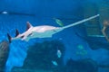 Sawfish