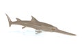 Sawfish or carpenter shark is largest fish with long, narrow, flattened nose extension, lined with sharp teeth.