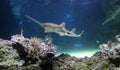 Sawfish Gliding