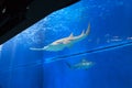 Sawfish in large aquarium Royalty Free Stock Photo
