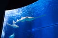 Sawfish in large aquarium