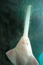 Sawfish shark