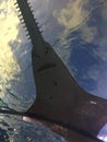 Sawfish Royalty Free Stock Photo