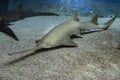 Sawfish underwater close up detail