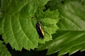 Sawfly Arge pagana Royalty Free Stock Photo