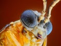 sawfly (athalia rosae) taken with microscope objective Royalty Free Stock Photo