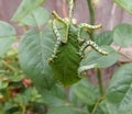 Sawfly caterpillars on a rose leaf