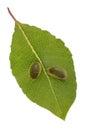 Sawfly galls