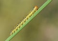 Sawfly larvae on Sedge or Carex Royalty Free Stock Photo