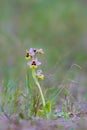 Sawfly Orchid in grassland Royalty Free Stock Photo