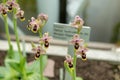 Sawfly orchid or Ophris Tenthredinifera plant in Saint Gallen in Switzerland