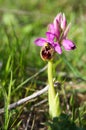 Sawfly Orchid - Ophrys tenthredinifera