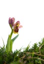 Sawfly Orchid - Ophrys tenthredinifera