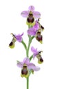 Sawfly orchid - Ophrys tenthredinifera