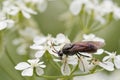 Sawfly