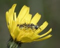 Sawfly