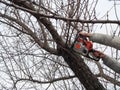 Sawing bare apricot branches in autumn and spring, garden care. Male hands sawing off a tree branch with chainsaw, high,