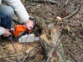 Sawing on the part of the trunk of the apricot tree lying on the ground. Male hands holding a chainsaw and sawing a tree in spring