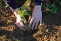 Sawing strawberry plant Royalty Free Stock Photo