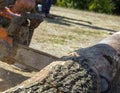 Sawing a tree trunk with a chainsaw