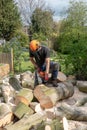 Sawing up a fallen tree