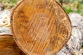 Sawmill birch logs sawn closeup background wooden light beige Royalty Free Stock Photo