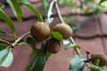 Sawmill fruit on the stalk with background blur. Royalty Free Stock Photo