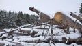 Sawmill logs of pine trees in snow winter forest nature Christmas tree landscape