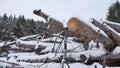 Sawmill logs of pine trees in snow winter forest nature Christmas tree landscape