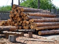 Sawmill. Warehouse timber stack of Logs of pine for sawing beams boards lumber