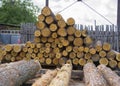 Sawmill. Warehouse timber stack of Logs of pine for sawing beams boards lumber