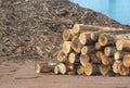 Sawmill yard logs with wood chips in background