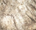 Sawn cut old tree stump grunge textured weathered wood surface, closeup