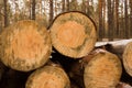 Sawn logs stacked in the forest