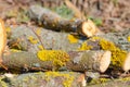 Sawn logs of trees and tree bark. Big pile of firewood. Deforestation, forest clearing, in the backyard and forest. Royalty Free Stock Photo