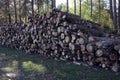 Sawn logs of various tree species are stacked near a forest road