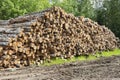 Sawn logs in the woods. Pile of sawn wood Royalty Free Stock Photo