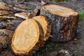 Sawn mature tree section with cracks and rings. Saw marks. Radial cracks. Wooden surface, texture. Close up view of wood core Royalty Free Stock Photo