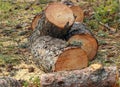 sawn pine firewood in the forest