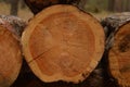 Sawn pine texture Royalty Free Stock Photo