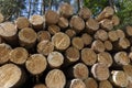 sawn and stacked pine logs in the forest during logging