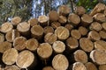 sawn and stacked pine logs in the forest during logging