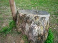 Sawn tree. A branch grows from a stump. Struggle for life Royalty Free Stock Photo